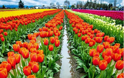 Skagit Valley Tulip Festival  (please enjoy virtually from home)